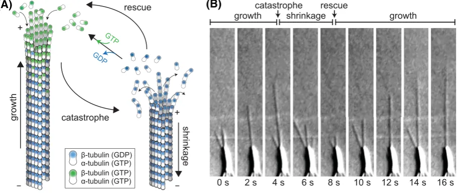 Figure 1. Microtubule dynamic instability