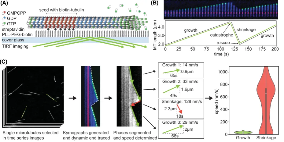 Figure 2. Microtubule dynamics measurement in vitro