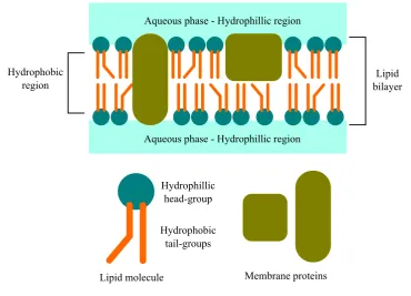 Figure 1.7: Illustration of the basic components of phospholipids and a schematic cross-section of a phos-pholipid bilayer with membrane proteins.