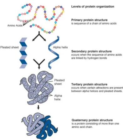 Figure 1.8: Illustration of the hierarchy of protein structure. All proteins are comprised of at least one chainhydrogen-bonding; these make up the protein’sthe secondary structure gives rise to theup a protein are known as theinto a three-dimensional form