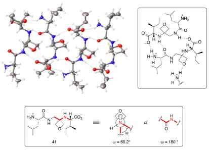 Figure 1.15 Antiparallel sheet-like arrangement of 41 in the solid state.1 Figure of X-ray structure taken from Chem
