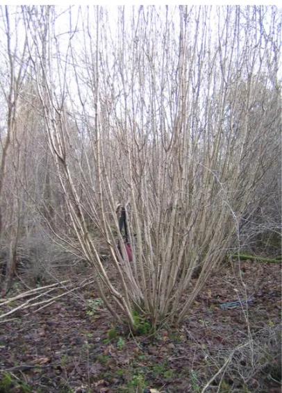 Figure 6.2:  Hazel Coppice Stool Before Being Cut 
