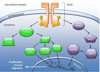 Figure 1.3 Summary of the EGFR and KRAS signalling pathway. Upon activation by its ligand, EGFR initiates a 