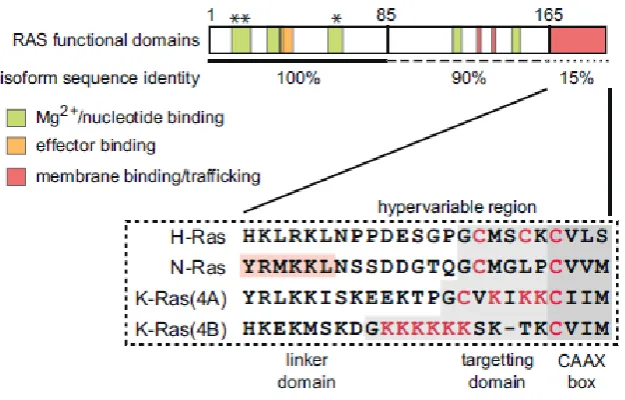 Figure 1.3.3 Diagram of RAS functional domains and differences between isoforms. HVR is post-translationally 