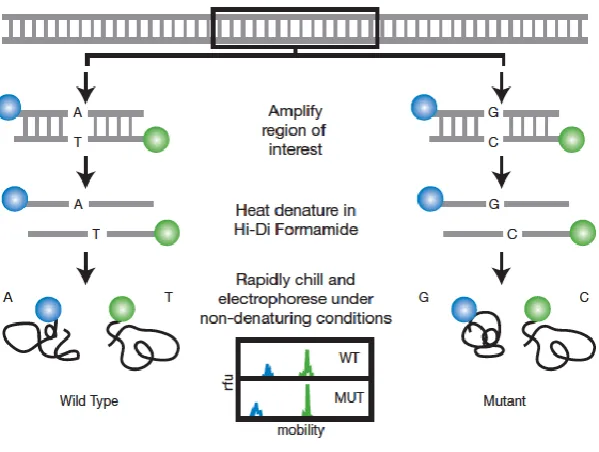 Figure 1.4.6. Diagram demonstrating the principle of Single Strand Confirmation Polymorphism (SSCP) Analysis