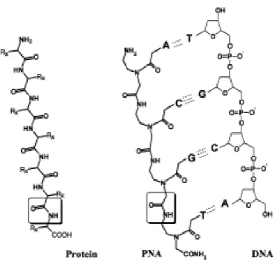 Figure 2.1.3: Right: PNA molecule. Left: PNA/ DNA duplex. From (Nielsen & Egholm, 1999) 