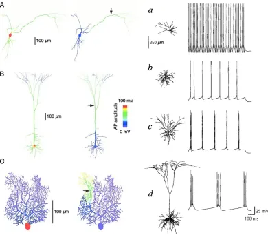 Figure 1.2: Diﬀerent morphologies of neurons with identical ion channel types anddistributions have distinct repsonses.forward propagation (from location at(neurons are two-dimensional projections of three-dimensional digital reconstructionsfrom rat brains
