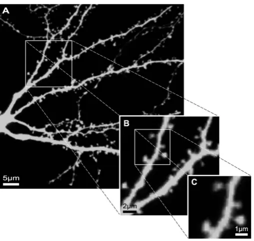 Figure 1.3: The multiscale nature of a dendritic tree. (Aneuron. (individual spines. While this is a fairly high-quality data set, several branches arestill poorly stained in (): The level of a individualB): The level of dendritic branches and bifurcations