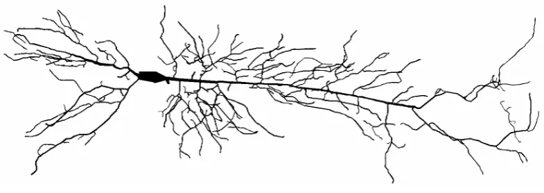 Figure 1.4: A reconstructed neuron from a rat CA1 hippocampal pyramidal cell.The reconstruction consists of 396 branches and a soma and is compartmentalisedinto 3961 cylindrical segments