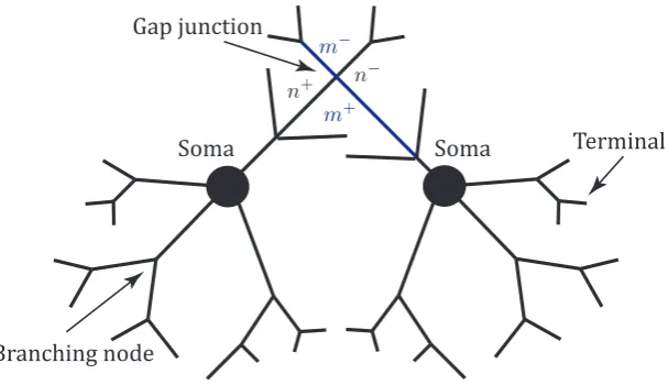 Figure 1.10: A schematic of a network of two neurons connected by a gap junction.