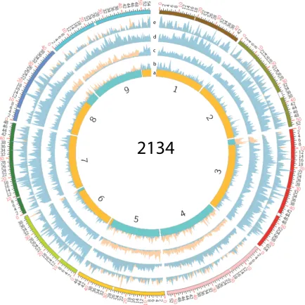 Figure 5.1: Large example of circos plots for whole genome comparisons. Wholegenome comparisons between any DH line and either parent are invalid, illus-trates the need to only compare inherited regions between the parents and DHlines