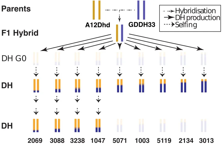 Figure 2.1: Schematic of samples in this study along with their method of creation.Samples in bold indicate those with whole genome bisulphite sequencing data andwhole genome RNA sequencing data