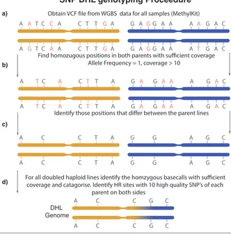 Figure 2.3: Schematic of SNP genotyping pipeline. a) From vcf ﬁles of each parentalgenome (A12DHd - yellow, GDDH33 - blue), positions in each genome are only keptif their allele frequency is equal to 1 and their coverage is greater than 10