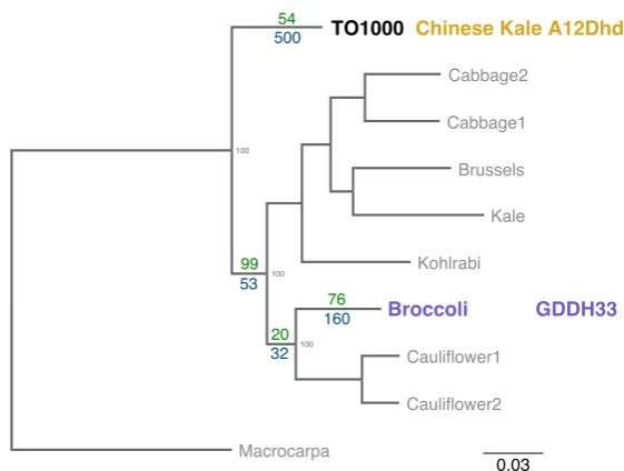Figure 3.1: Genetic distance between B oleracea varieties. Dendrogram, modiﬁedfrom Golicz et al