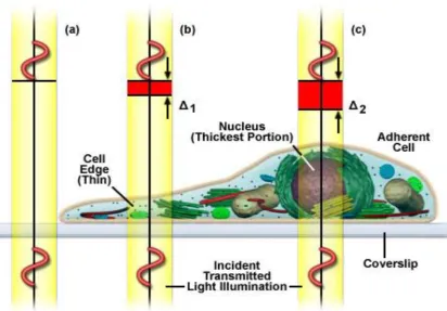 Figure 2.1 Phase-contrast imaging of semi-transparent thin object c 