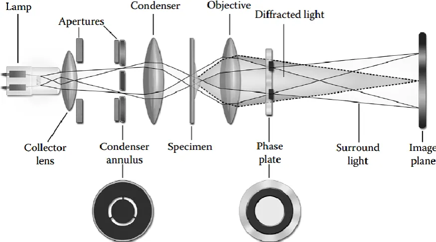 Figure 2.2 Optical train for phase contrast imaging d. 