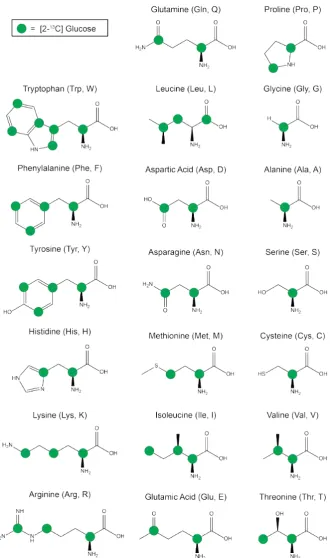 Figure 2.8: The [2-13green. Adapted from LundstromC]glucose labelling scheme. The 13C labelled nuclei are indicted in et al.53