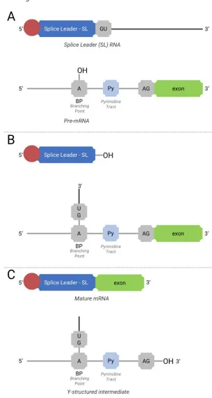Figure 9:  Mechanism of trans-Splicing (adapted from LIANG et al, 2003). (A)Initial components for trans-splicing; (B) first step of trans-splicing; (C) second step of trans-splicing, with Y-structures intermediate and mature RNA formation