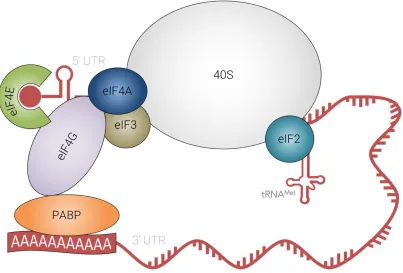 Figure 11: Model of higher eukaryotes translation initiation complex. Adapted from 