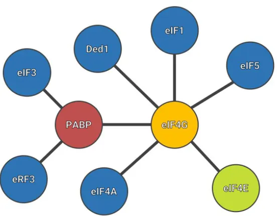Figure 12: Simplified translation initiation complex interactome. 
