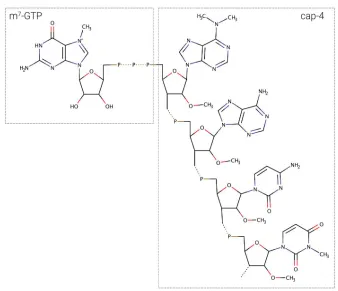 Figure 13: m7GTP-cap-4 structure. 
