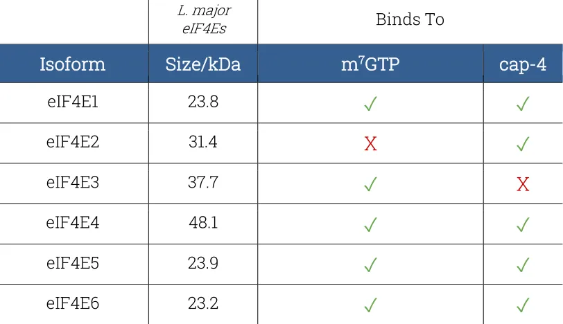 Table 2 Trypanosomatid eIF4Es affinities and L. major eIF4Es sizes. 