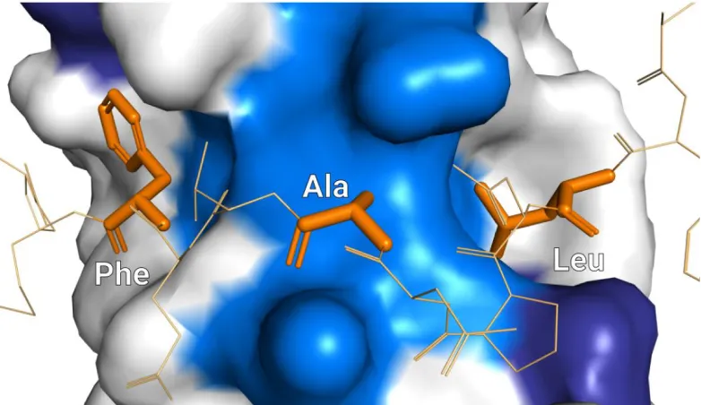 Figure 14: PAM2 key residues interacting with MLLE domain; hydrophobic pockets 