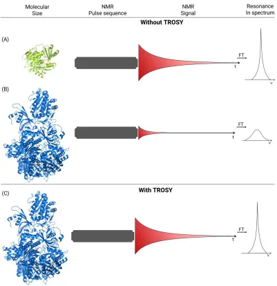Figure 19: Diagram comparing the difference between TROSY and non-TROSY 