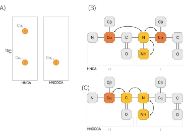 Figure 20: HNCA and HNCOCA diagrams, (A) HNCA and HNCOCA spectra strips, demonstrating the typical profile of each experiment; (B) HNCA magnetization transfer 