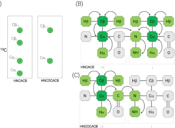 Figure 22: HNCO and HNCACO diagrams, (A) HNCO and HNCACO spectra strips, demonstrating the typical profile of each experiment; (B) HNCO magnetization transfer diagram; (C) HNCACO magnetization transfer diagram