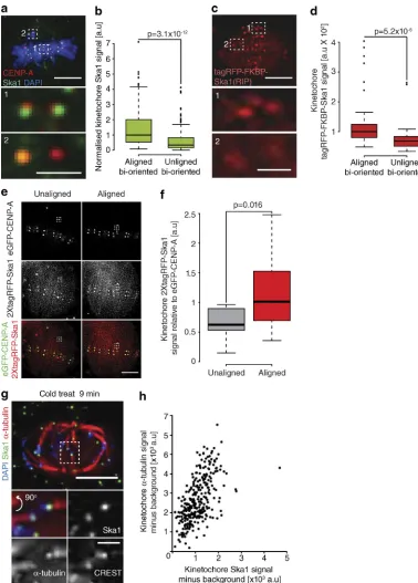 Figure 8. Dynamic maturation of the Ska complex during congression. with 2×tagRFP-Ska1