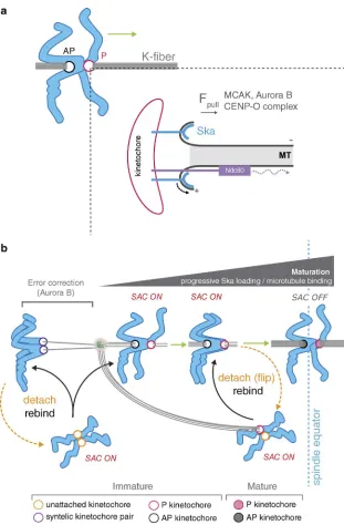 Figure 10. Model for congression via DCP and in-tegration with checkpoint signaling. (a) Schematic depicting the contribution of kinetochore factors to movement (green arrow) of bioriented chromosomes by DCP