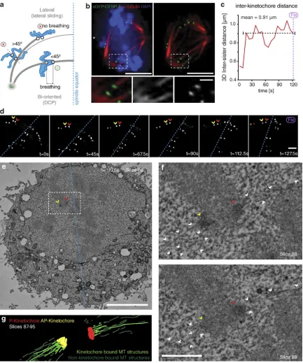 Figure 1. = 0 s; dotted blue line, metaphase plate periphery. Bar, 1 µm. (e) A single slice (84) from an SBF-SEM stack of the t = 127.5 s. Red and yellow arrows, P and AP kinetochores; dotted blue line, metaphase plate periphery; white α- after attachment 