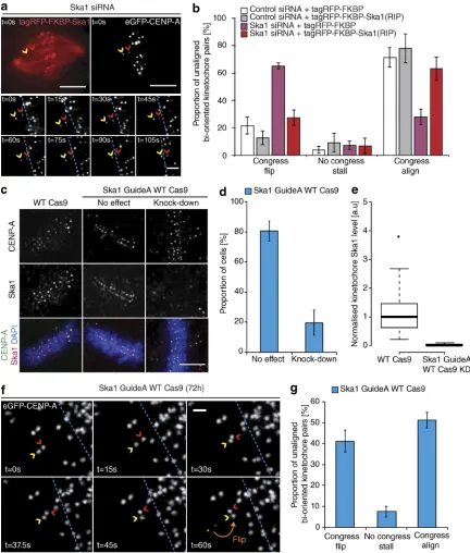 Figure 3. Confirming the role of Ska in congression. (a) Example image sequence of a congressing bioriented kinetochore pair labeled with eGFP-CENP-A in a cell depleted of Ska1 and subsequently rescued with an siRNA-resistant tagRFP-FKBP-Ska1 transgene