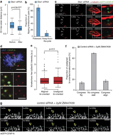 Figure 4. Kinetochore flipping corresponds to lead sister detachment. (a) Quantification of interkinetochore distance before and after the flip event in eGFP-CENP-A cells treated with Ska1 siRNA