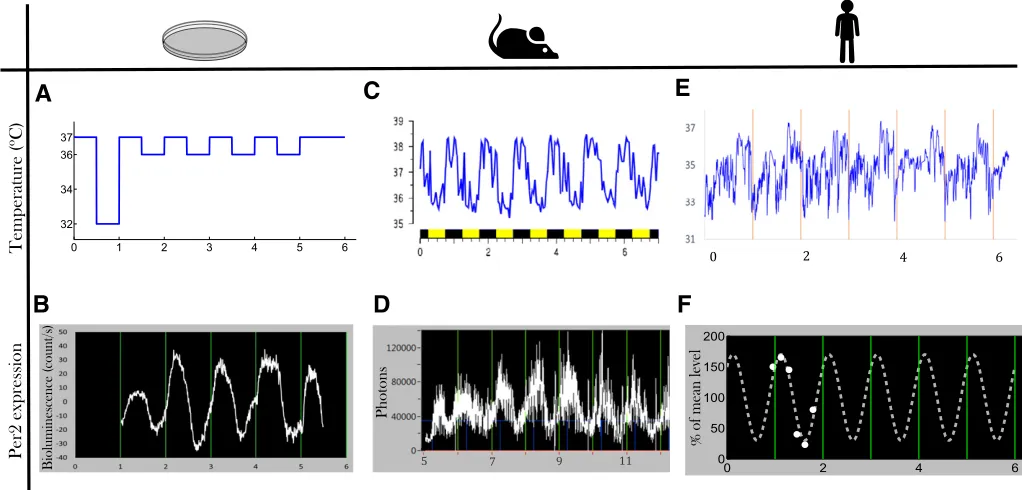 Fig. 2. Multiscale longitudinal assessment of the CTS. Recent technologies allow for the recording of biomarkers of the CTS at multiple scales: inPer2::luc Hepa1-6 cell culture, imposed temperature cycles (A) and Per2 bioluminescence measured by Lumicycle 