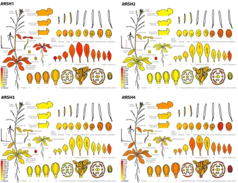 Fig. 2  Electronic fluorescent pictographs (eFPs) for Arabidop-sis thaliana RelA/SpoT homolog genes RSH1 (At4g02260), RSH2 (At3g14050), RSH3 (At1g54130) and RSH4 (At1g30850) transcript levels in different plant organs over various developmental stages