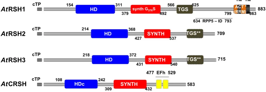figure does not include the helical domain, which was found between TGS and ACT (RRM) domains, of RSH1 (Atkinson et  al