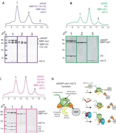 Figure 5. Probing the secondary modes of sNASP interaction using monobodies mb1 and mb13