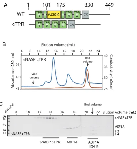 Figure 6. The central acidic domain of sNASP is necessary for H3–H4–ASF1A binding. (A) Domain diagrams of the contiguous (cTPR) trun-cation mutant compared to wild-type sNASP