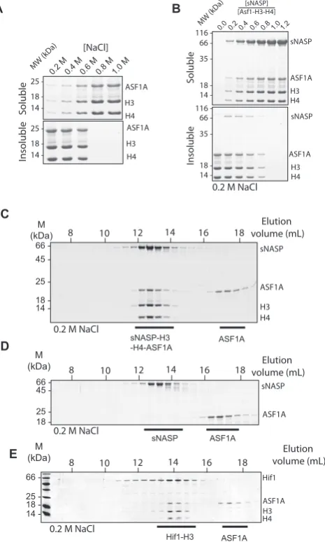 Figure 2. sNASP solubilises H3–H4–ASF1A by forming a stable sNASP–file of sNASP and ASF1A showing that the two chaperones elute in sepa-H3–H4–ASF1A complex