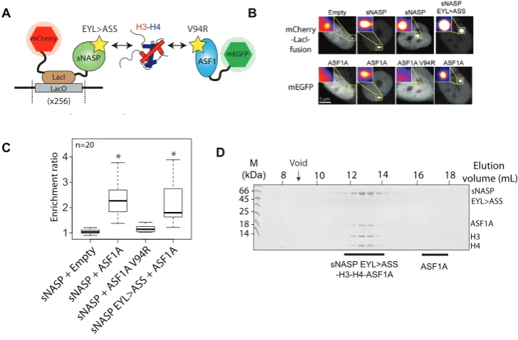 Figure 3. The effect of sNASP and ASF1A mutants on sNASP–H3–H4–ASF1A complex formation