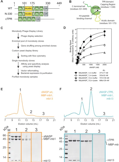 Figure 4. Isolation and characterization of two sNASP specific monobodies. (N-330 and cTPR used in this study showing the TPR motifs in green, the acidic region in yellow and the capping region (CR) in gray