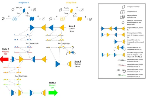 Fig. 4Schematic diagram of the mechanistic two-input logic gate reaction network