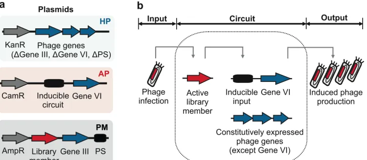 Figure 3. Directed evolution of proteins from combinatorial libraries.  (a) Plasmids needed to set up the phagemid-based selection system