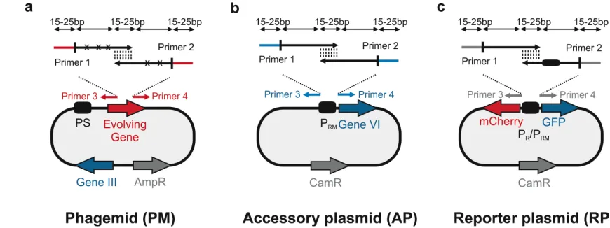 Figure 5. Experimental design and cloning strategy. (a) Combinatorial library construction on 
