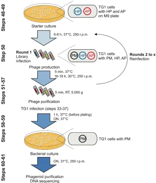 Figure 6. Phage-assisted batch selection. A starter culture from TG1 cells containing the modified 