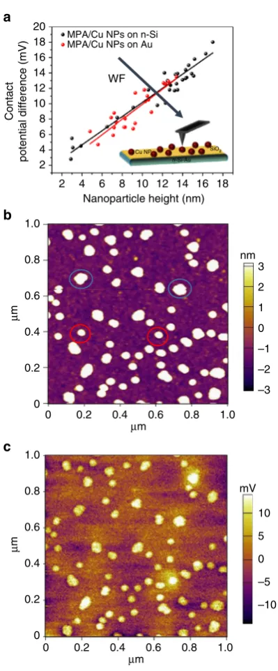 Fig. 7 KPFM analysis of CuNPs-capped with MPA.MPA-capped CuNPs on Si. The particles marked with a blue circle areexamples of aggregates of NPs and those with a red circle are individualNPs that have been used for the analysis.image of the corresponding ima