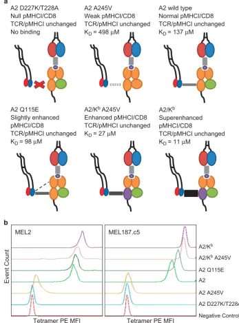 Figure 2 Increasing the strength of the pMHCI/CD8 interaction enhances pMHCI binding at the cell surface