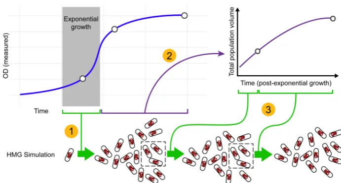 Figure 1. Injection-based strategy for connecting the HMG simulator to empirical growth data